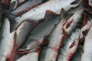 MSC-certified Alaska salmon. Jessica Hathaway photo.