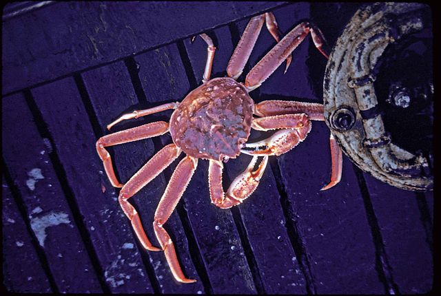 Tanner crab. U.S. Fish and Wildlife Service photo.