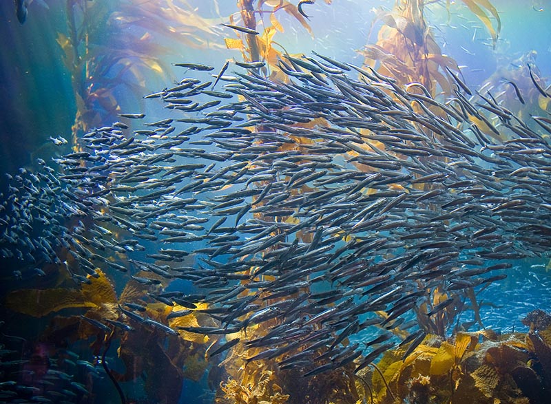 A school of forage fish. Creative Commons photo by Oliver.Dodd.