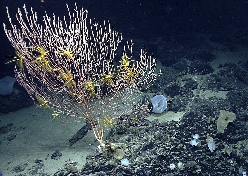 Part of the Northeast Canyons and Seamounts Marine National Monument. NOAA Office of Ocean Exploration photo.