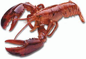 Maine lobster still on the menu at White House