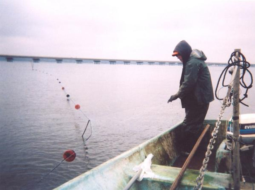 NC fisheries commission forces a gillnet ban
