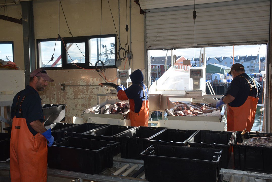 Portland Fish Exchange employees hard at work unloading a catch in June 2016. Doug Stewart photo. sport fishing