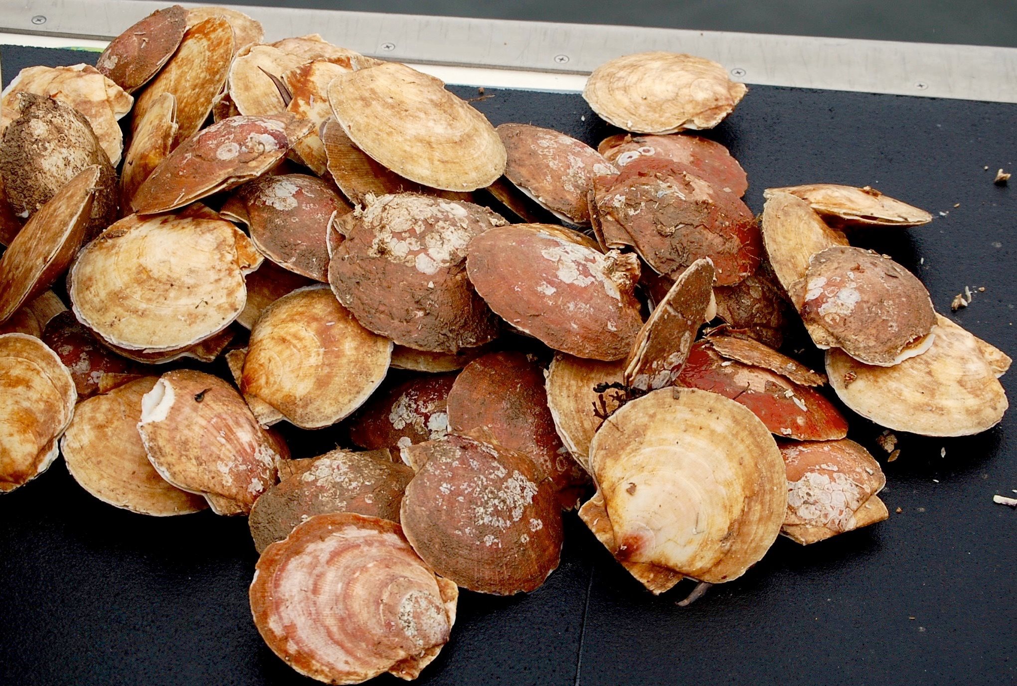 2016 1228 scallops