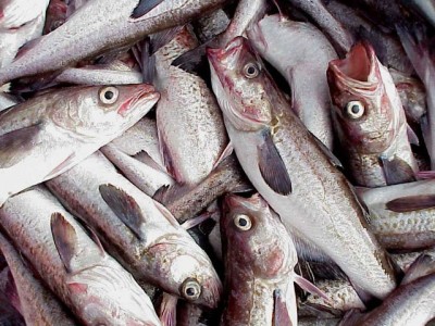 Alaska pollock NOAA