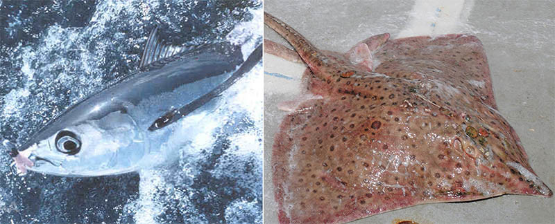 Two stocks were rebuilt in 2016: albacore in the North Atlantic (left) and barndoor skate (right) in Georges Bank/Southern New England. NOAA photo.