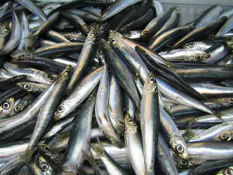 Atlantic herring. Northeast Fisheries Science Center/NOAA photo.