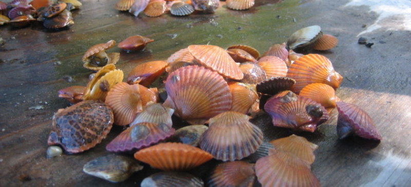 Bay scallops, a prized seasonal fishery on eastern Long Island, had a dismal 2019-2020 season. Peconic Estuary Program photo.