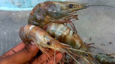 Us Shrimp Suppliers Push To Extend Tariffs On Farmed Imports National Fisherman