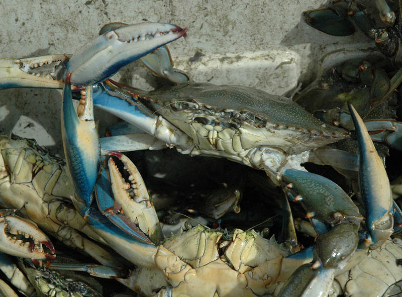 Blue crabs. Florida Sea Grant photo.