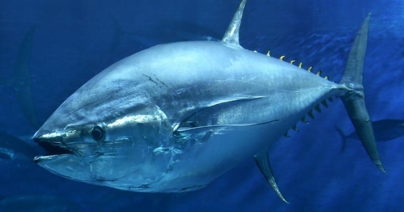 Bluefin tuna. NOAA photo.