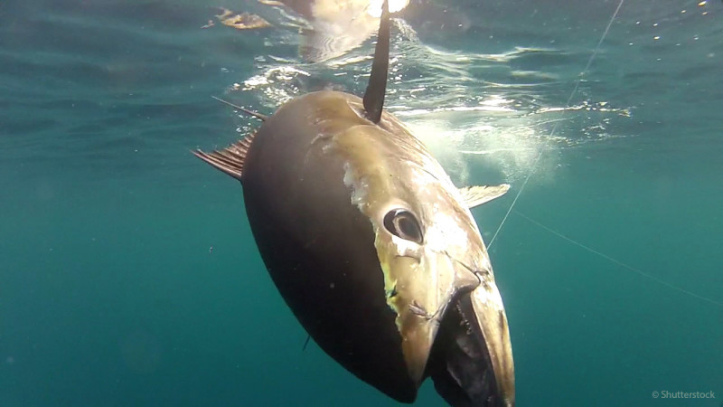 A bluefin tuna. NOAA photo