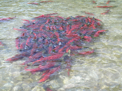 A cluster of Bristol Bay sockeye salmon on Alaska