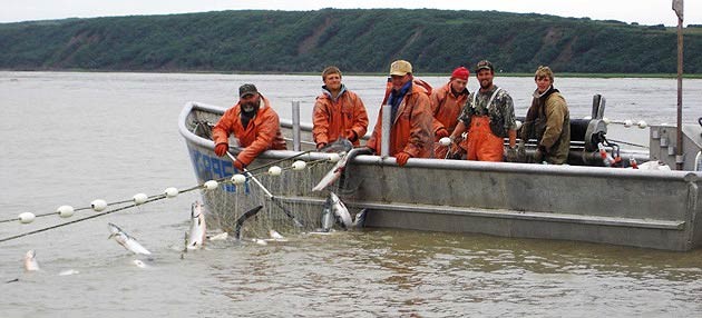 Harvesting sockeye in Bristol Bay. Alaska. ADF&G photo