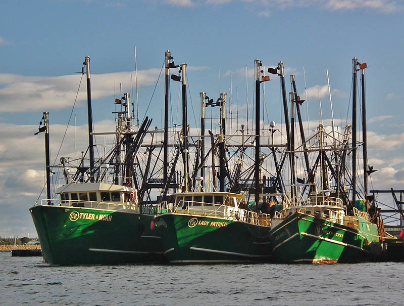 Some of Carlos Rafael's boats tied up in New Bedford. Photo by Flickr user Neal Wellons.