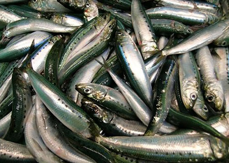 Pacific Sardines. NOAA photo.