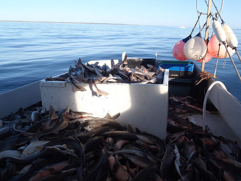 Dogfish on deck. Photo courtesy Cape Cod Commercial Fishermen's Alliance.