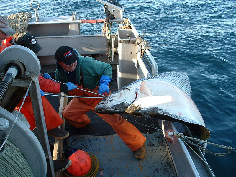 Longlining Alaska Halibut aboard the Dues Payer II. Peter Thompson photo.