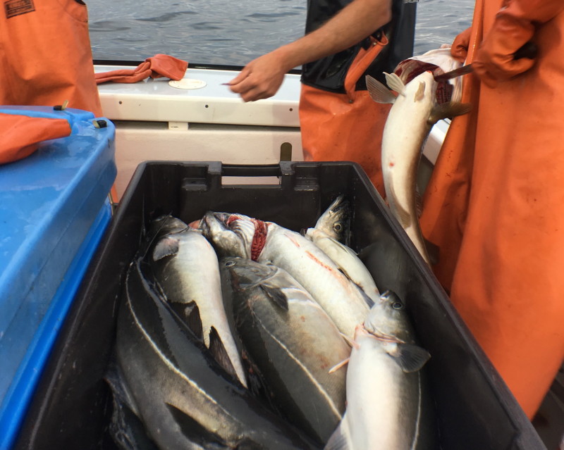 Northeast groundfish