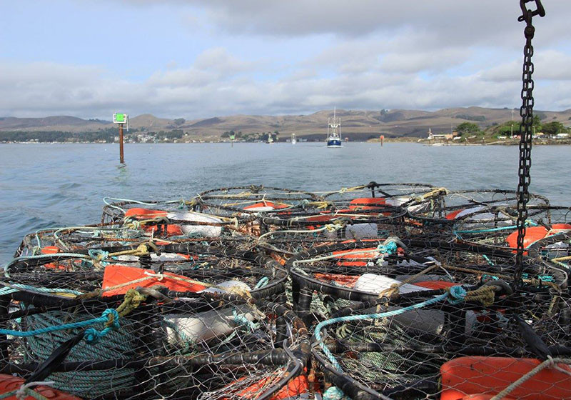 2014 Dungeness crab opener, Bodega Bay, Calif. Faces of California Fishing photo.