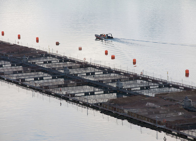 A fish farm in Chile. Creative Commons photo by Flickr user Sam Beebe.