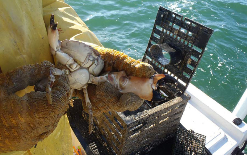 Florida stone crab. Florida Sea Grant photo.