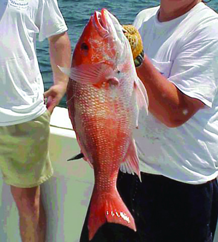 GSA redsnapper