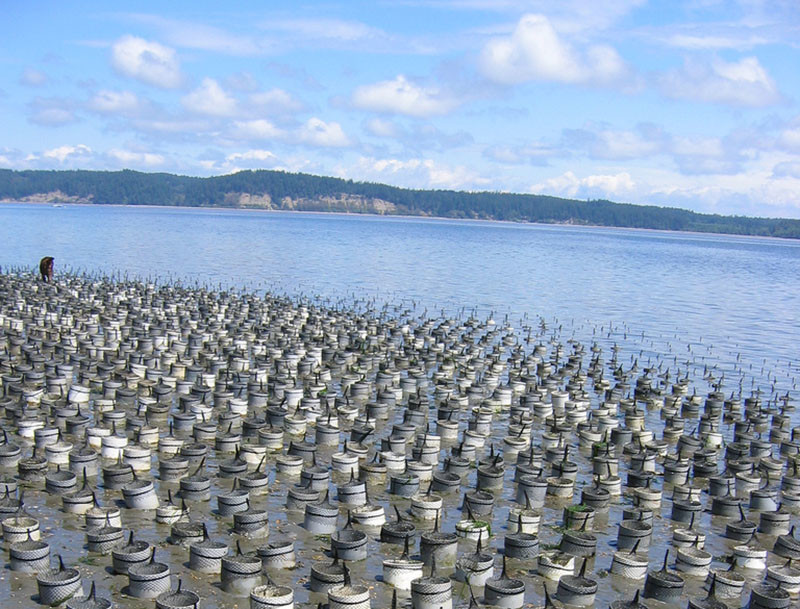 A geoduck farm on Hartsine Island, Wash. Geoduck clams are among the crops envisioned by an Alaska group promoting mariculture expansion. Creative Commons photo by lawdawg1.
