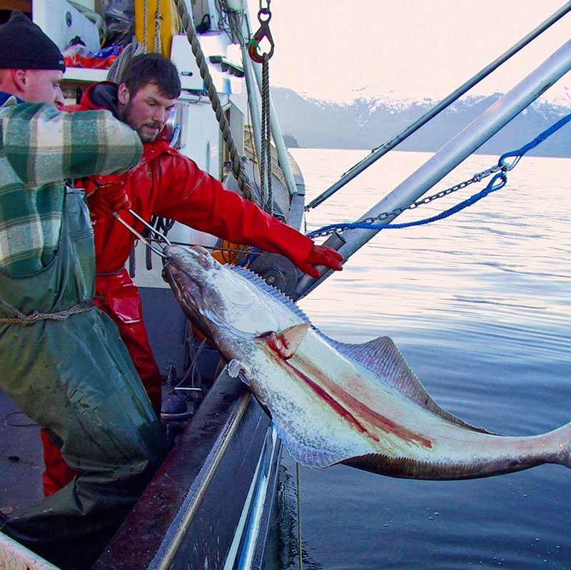 Halibut longline survey southeast Alaska 2004 NOAA