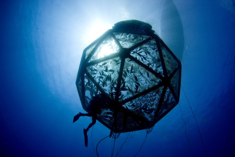 Kampachi Farms of Hawaii has used its Aquapod net pen design in a series of experiments testing offshore aquaculture methods. Kampachi Farms photo.