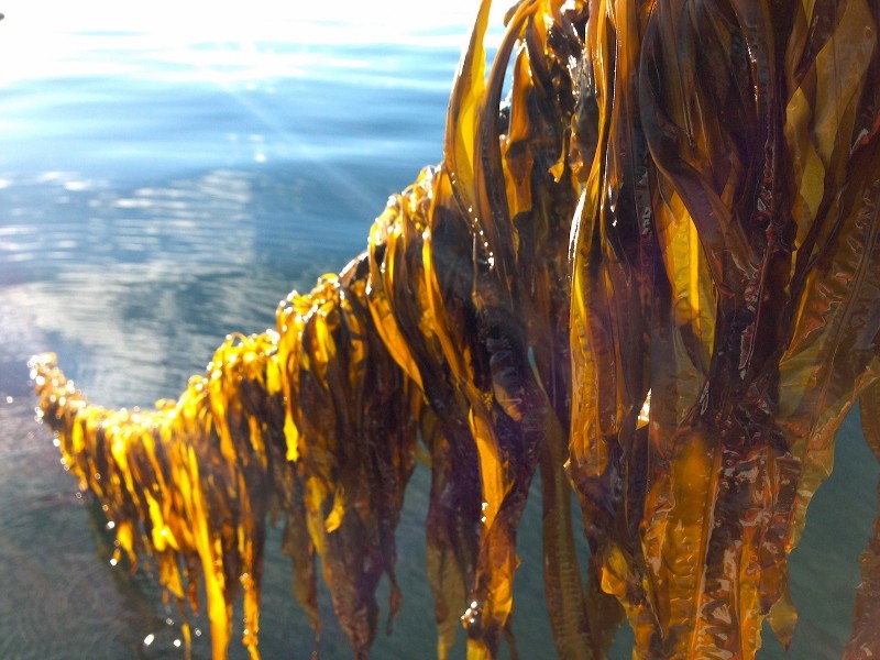 Winged kelp in cultivation. Seaweed mariculture and oysters are leading development of Alaska's underwater farming. University of Maine photo.