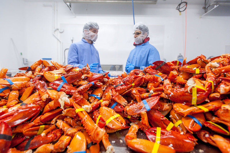 Inside a lobster processing plant. University of Maine Cooperative Extension photo