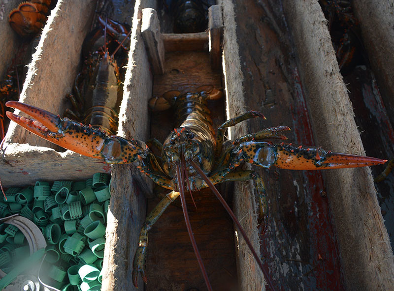 A lobster awaits banding. Doug Stewart photo.
