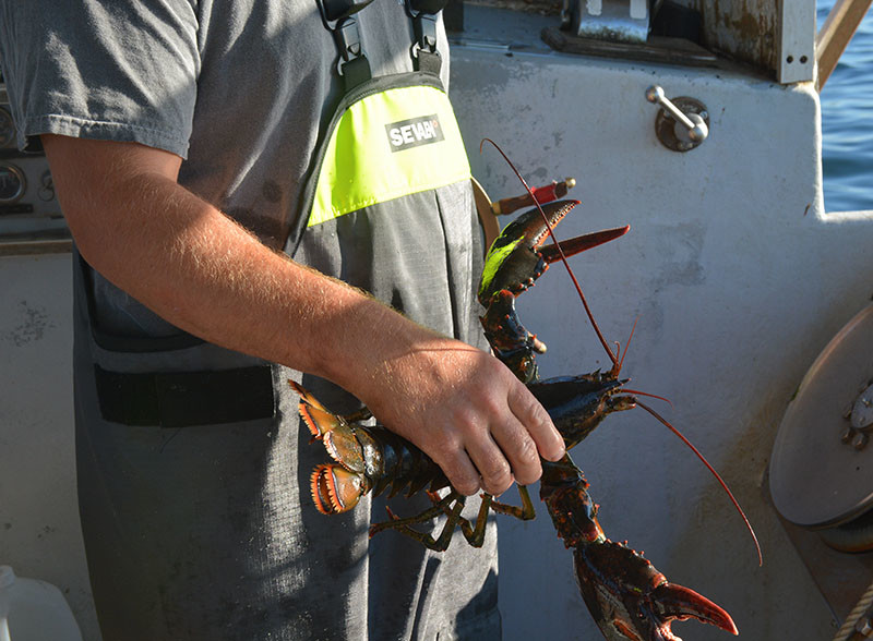 Homarus americanus. Doug Stewart photo.