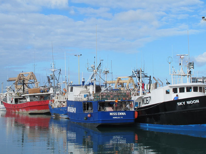 Longliners tied up at Honolulu's Pier 38. Photo courtesy HawaiiSeafood.org.