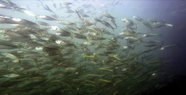 A school of menhaden. NOAA photo