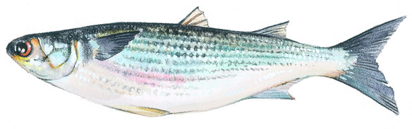 Mullet
