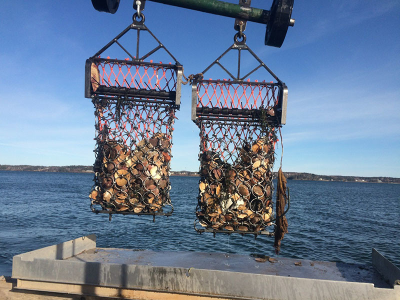 An N-Virodredge in action. Tim Sheehan photo.