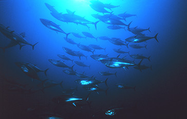Pacific bluefin tuna. NOAA photo.