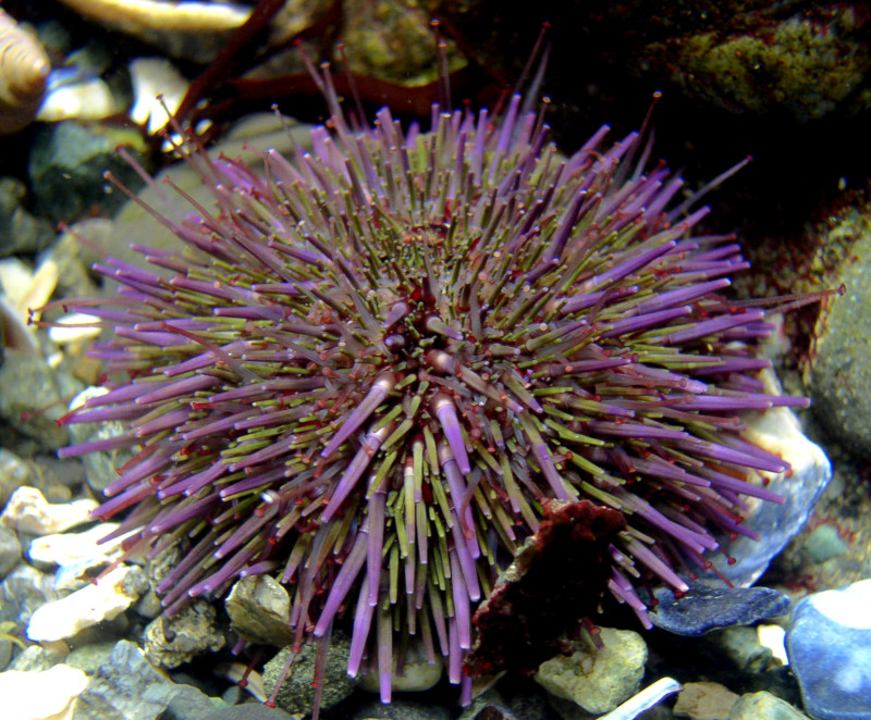 Pacific urchins: Covid delayed purple urchin removal, but hope as