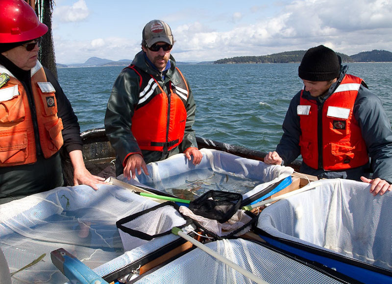 NOAA researchers at work on the Puget Sound Pelagic Food Web Study in 2011. NOAA photo.