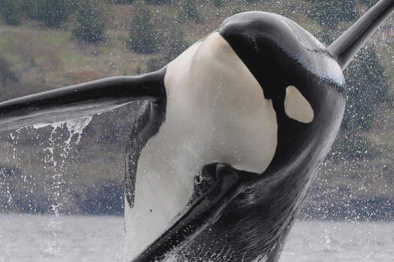 An orca in Puget Sound. NOAA photo.