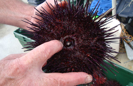 Pacific urchins: Covid delayed purple urchin removal, but hope as