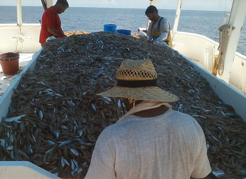 Shrimp caught in North Carolina's Pamlico Sound in July 2016 by F/V Micah Bell. Photo Courtesy North Carolina Fisheries Association.