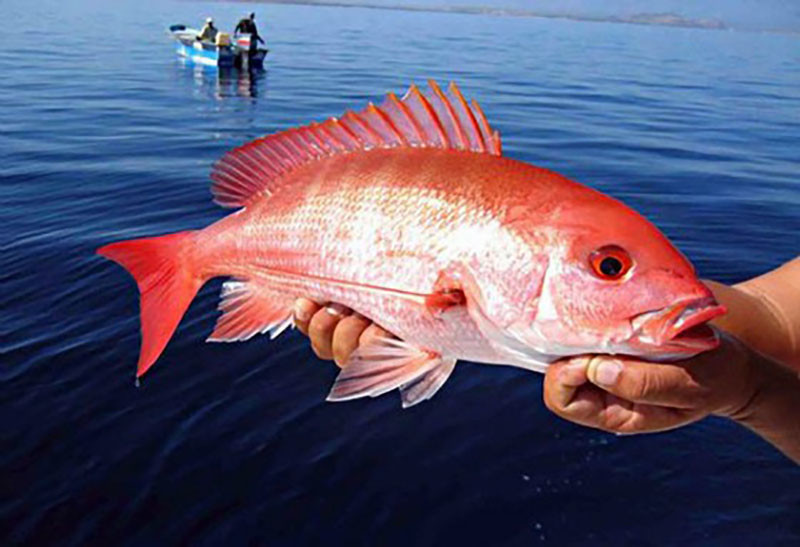 Red snapper. NOAA photo.