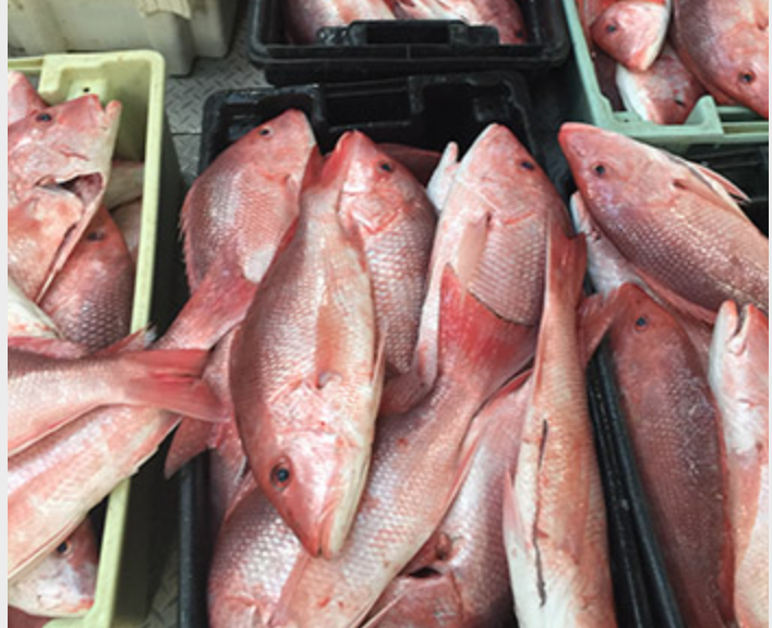 Red snapper at the dock. Fishermen say it appears the stock is recovered, and prices to the boats were between $5 and $6 in 2019. John DeSantis photo.