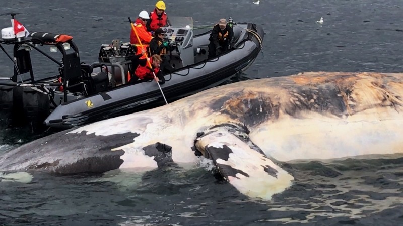Responders examine a dead right whale in the Gulf of St. Lawrence in 2017. Marine Animal Response Society photo