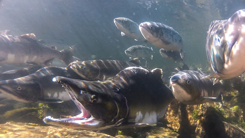 The Tongass and Chugach rivers contribute on average 48 million fish to Alaska's salmon fishery every year. Sitka Conservation Society.