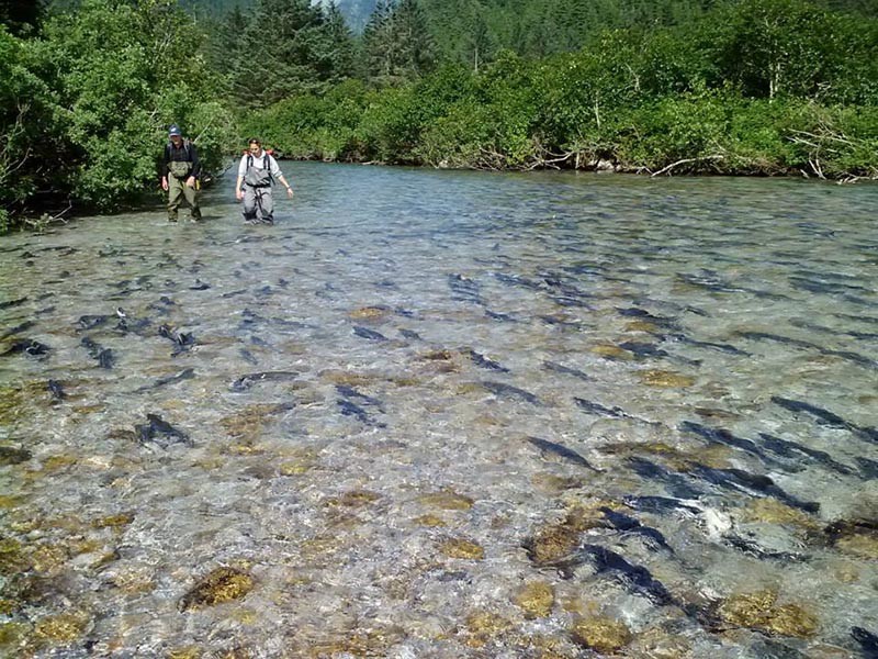 Sampling salmon in the sheep river. Prince William Sound Science Center photo.