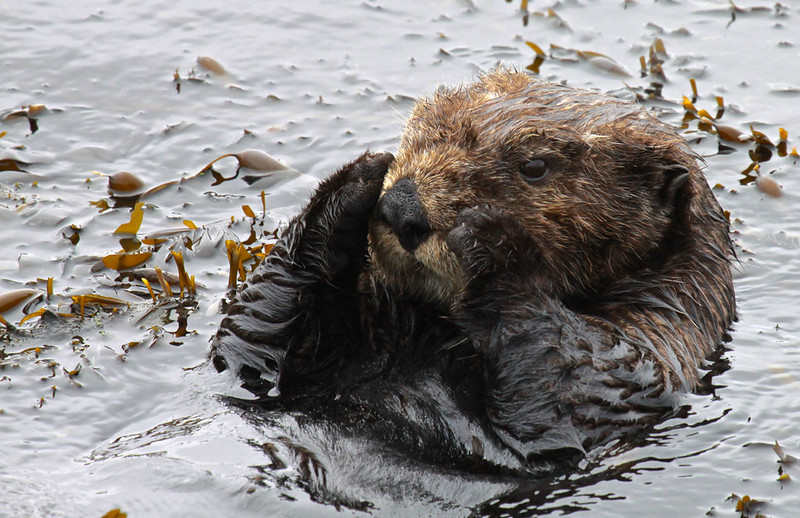 Sea otters weigh up to 100 pounds and can eat a quarter of their body mass in a day. U.S. Fish and Wildlife Service photo.